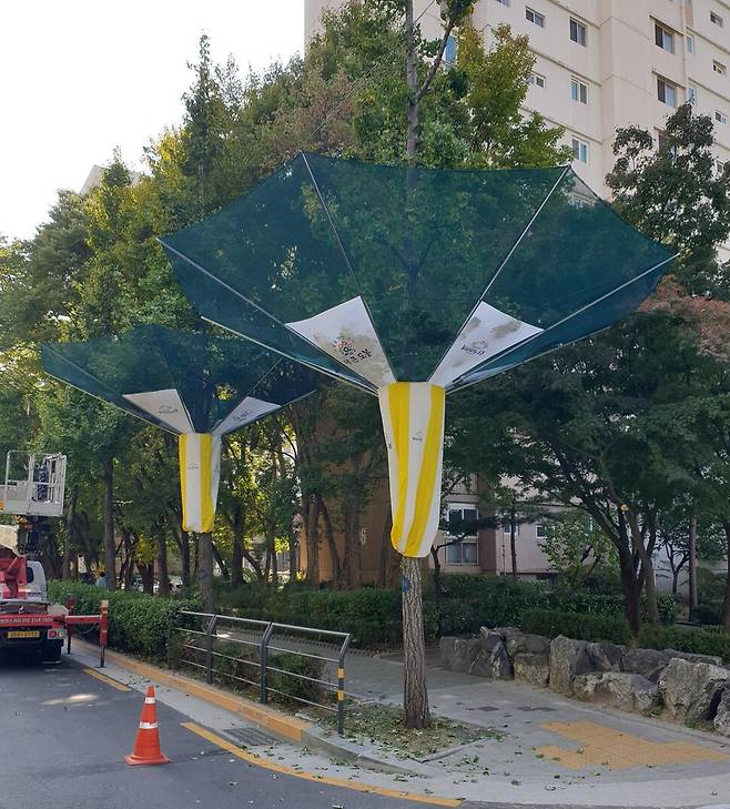 은행나무 씨앗(은행 열매)을 받기 위해 설치된 그물망. 서울시 제공