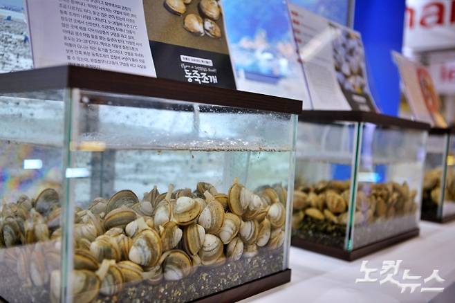 인천 옹진군 장봉도의 대표적인 수산물인 동죽조개가 전시되고 있다. 노컷TV 김재두