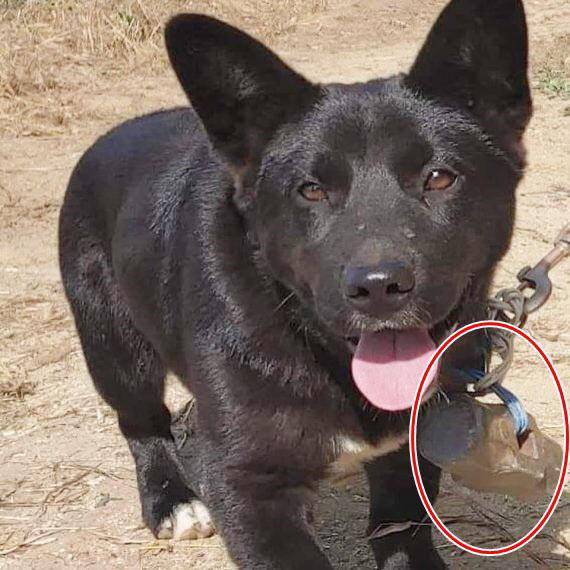 강아지 목에 걸린 쇠망치. 동물권단체 케어 SNS