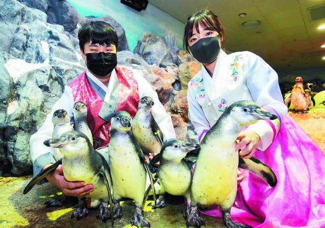 국내 놀이동산과 리조트가 코로나19 방역을 강화하는 가운데 한가위 분위기를 느낄 수 있는 다양한 콘텐츠를 준비했다. 롯데월드 아쿠아리움의 아기펭귄 유치원. 롯데월드 제공