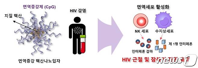 면역증강 핵산나노입자의 HIV 대항 면역활성 전략 모식도(부경대 곽민석 교수 제공) ©뉴스1