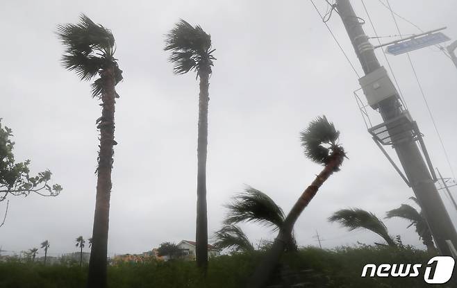 제14호 태풍 '찬투(CHANTHU)'가 북상 중인 16일 오후 제주 서귀포시 표선면 도로변 야자수가 쓰러져 있다. 2021.9.16/뉴스1 © News1 오현지 기자