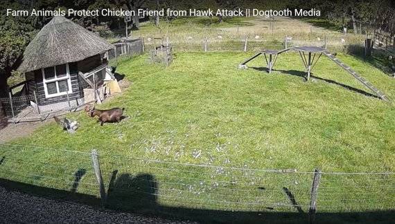 암탉이 공격 받자 구해주기 위해 달려오는 수탉과 염소의 모습 /사진=유튜브 Dogtooth Media 갈무리