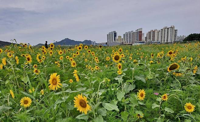 해바라기 만개 [목포시 제공·재판매 및 DB 금지]