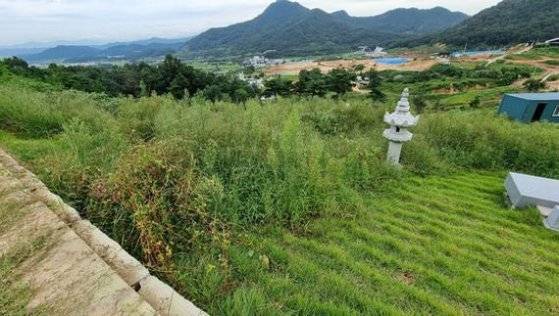 벌초하기 전 잡초가 무성한 종중묘지. [사진 조남대]