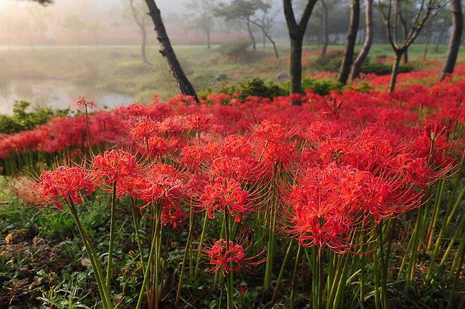고창 선운산 꽃무릇(상사화) *재판매 및 DB 금지