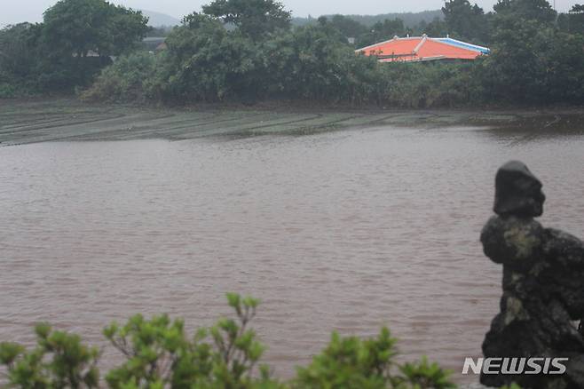 [서귀포=뉴시스] 양영전 기자 = 제14호 태풍 ‘찬투’가 제주를 지나는 17일 오전 서귀포시 성읍면의 한 월동무밭이 폭우에 침수돼 있다. 2021.09.17. 0jeoni@newsis.com