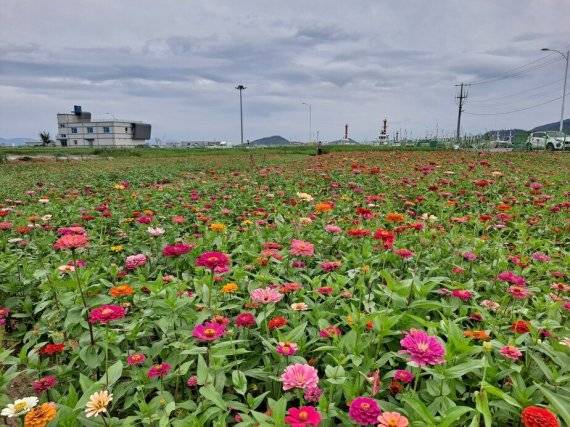 남항 꽃정원