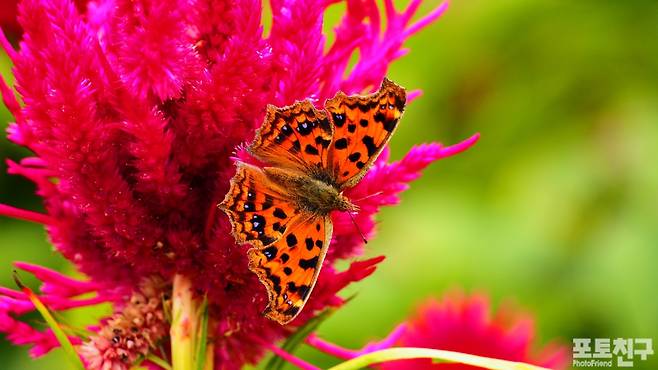 맨드라미와 표범나비