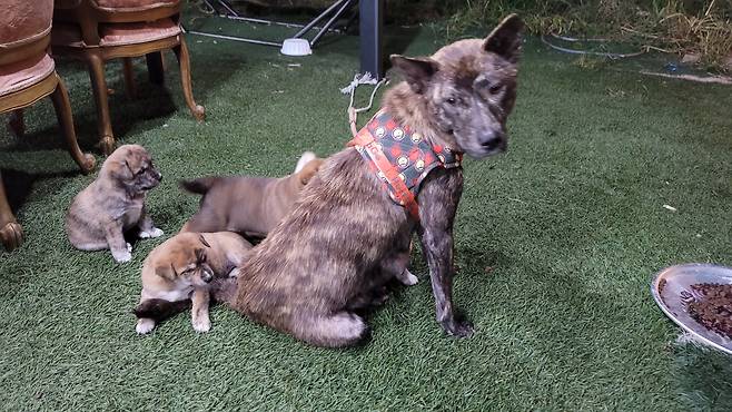 막 태어난 강아지들과 어미 개.