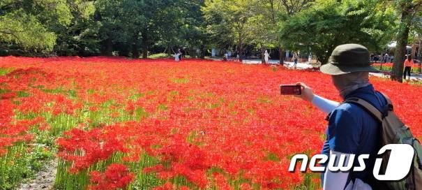 전북 고창 선운산에 가을 전령사인 '꽃무릇'이 활짝 피었다.© 뉴스1김동규기자