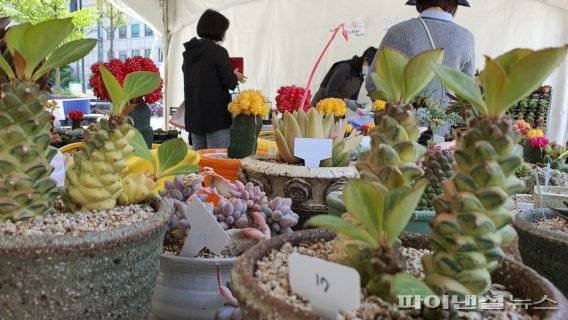 고양국제꽃박람회 재단 화훼농가 돕기 ‘고양화훼직거래장터’ 10월1일 개장. 사진제공=고양국제꽃박람회