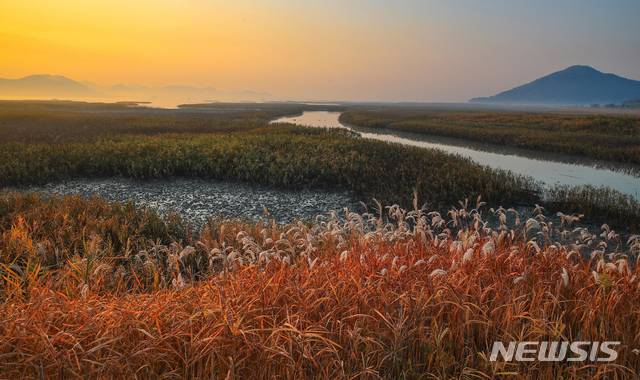 [순천=뉴시스] 순천만 습지.