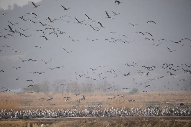 [순천=뉴시스] 순천만 흑두루미와 철새. *재판매 및 DB 금지