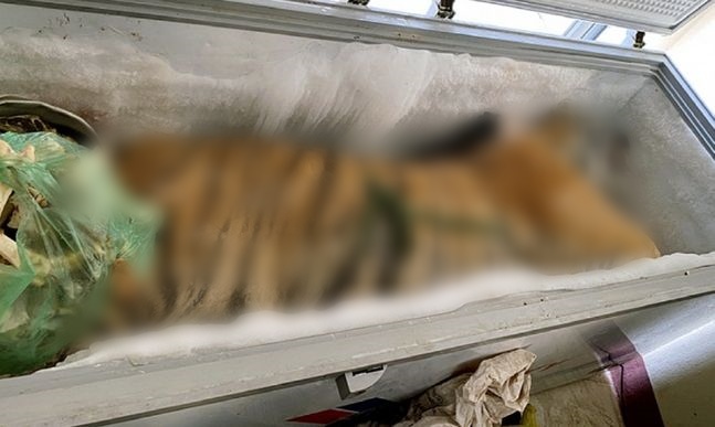 베트남 하노이 가정집에서 발견된 호랑이 사체. 현지 매체 VN익스프레스 갈무리.
