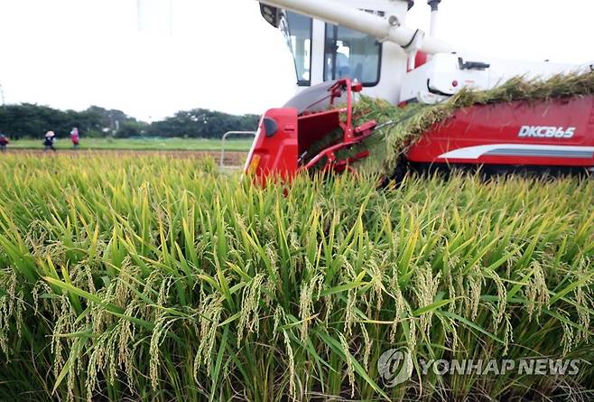 폭염 속 벼 수확 풍경 충남 농업기술원 관계자들이 지난 7월 28일 오후 예산 기술원 시험포장에서 국내 첫 이기작 품종인 빠르미 벼를 수확하고 있다. 이날 수확한 빠르미 벼는 지난 5월 1일 심은 것으로 이앙에서 수확까지 88일 걸렸다. [연합뉴스 자료사진]