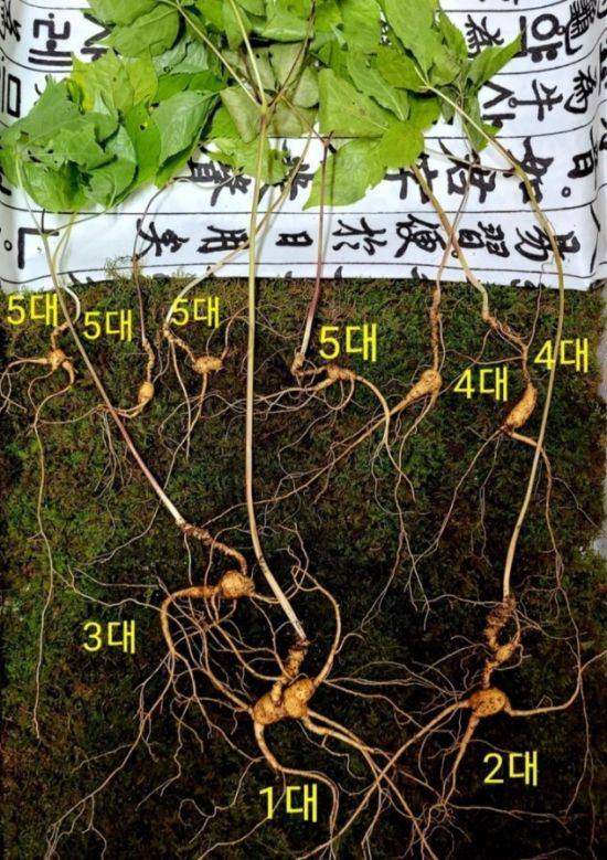 경남 함양군 지리산 자락에서 발견된 5대 가족 천종산삼. [이미지출처=한국전통심마니협회]