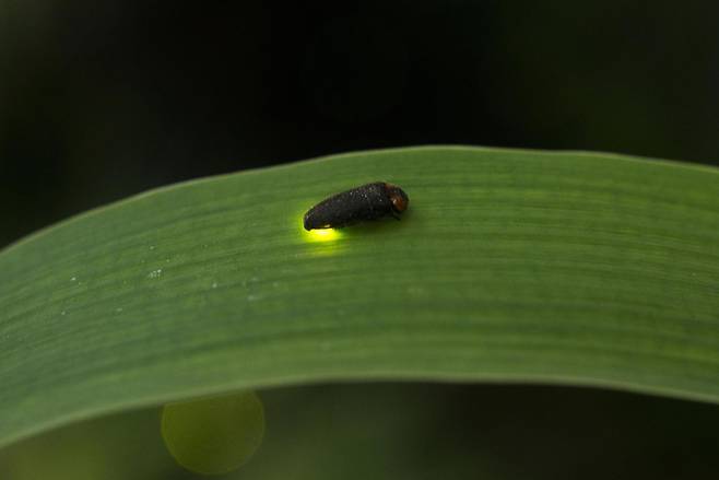 애반딧불이 성충은 약 1cm의 크기다. [사진 에버랜드]
