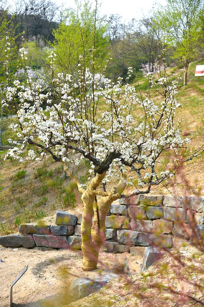 먹골청실배 시조목 -