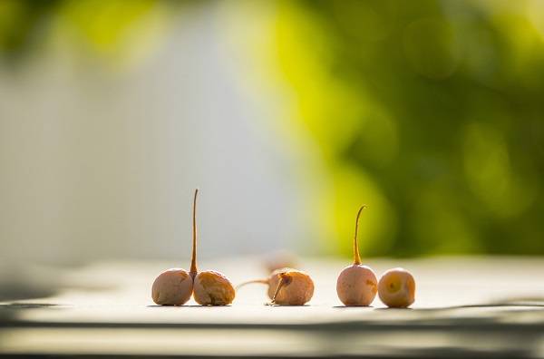 은행나무 열매를 만진 손으로 눈을 비비면 염증이 발생할 수 있다./사진=클립아트코리아