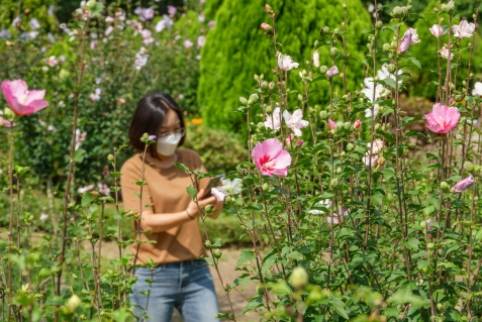 고산자연휴양림에 들어서면 무궁화가 반겨준다. / 제공 = 지엔씨이십일