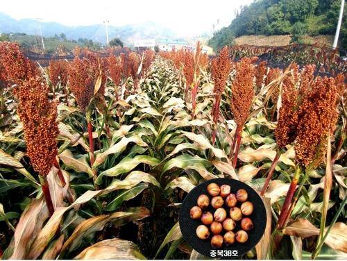 '청풍찰' 수수 [충북도 제공. 재판매 및 DB 금지]
