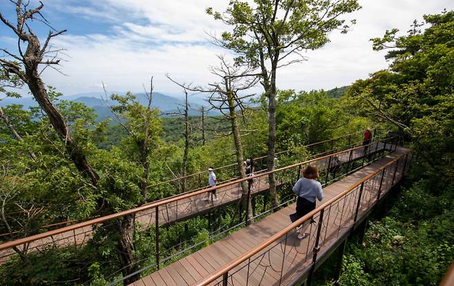 무장애 데크길, 발왕산 천년주목숲길