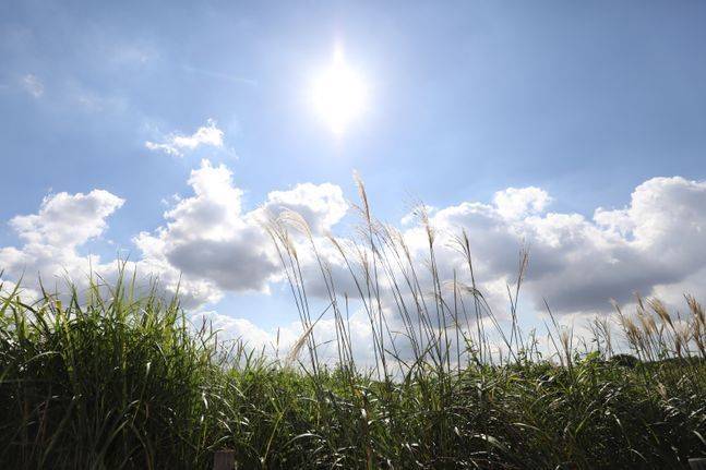 서울 마포구 상암 하늘공원이 맑은 초가을 날씨를 보이고 있다.ⓒ데일리안 류영주 기자