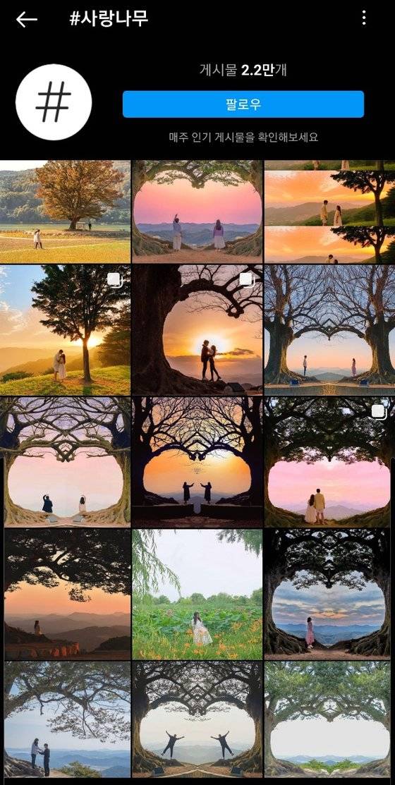 인스타그램에서 '사랑나무'를 검색하면, 하트 모양으로 편집한 수많은 인증 사진을 찾을 수 있다. 사진 인스타그램