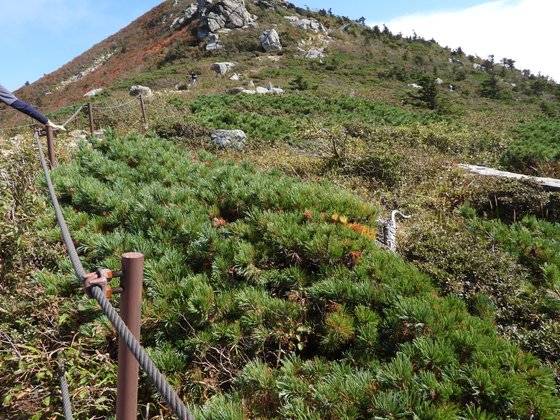 설악산 대청봉 인근 눈잣나무 잎 일부가 누렇게 변했다. 강찬수 기자