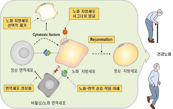 지방 면역 유도 노화제어 기술 개요도.[KIST 제공]