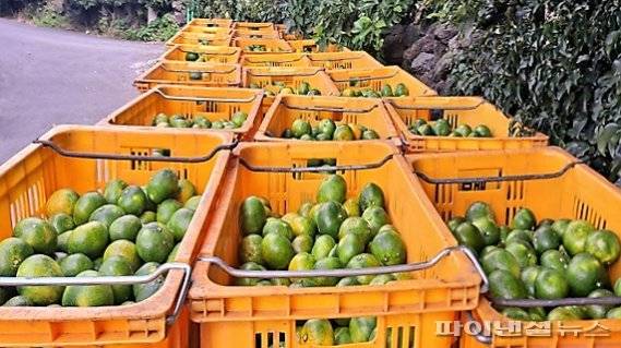 제주 서귀포시 토평동 소재 선과장에서 불법 유통하려던 비상품 감귤. [제주도 자치경찰단 제공]