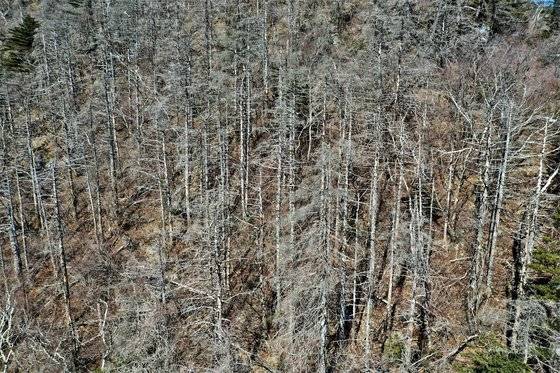 지난 3월 드론으로 촬영한 지리산 하봉 일대 고사 현장. [녹색연합]