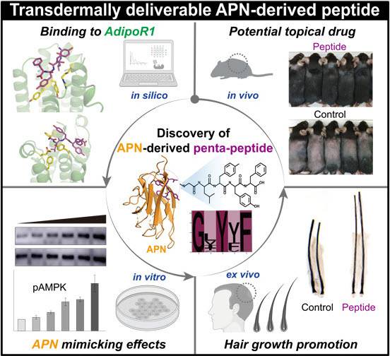 [그림1] 모발 성장 촉진 펩타이드 개발 개요도