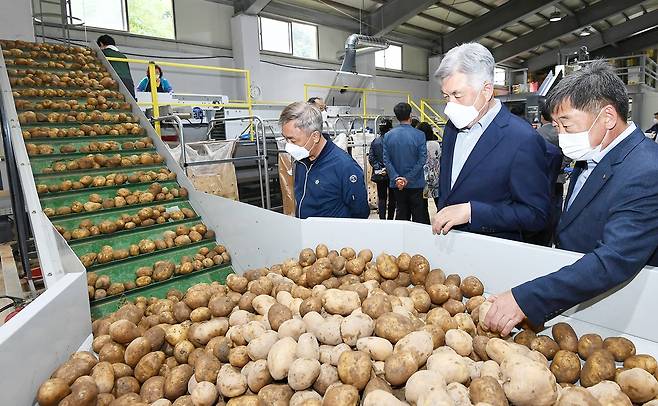 임계농협 감자 선별기 [정선군 제공.재판매 및 DB 금지]