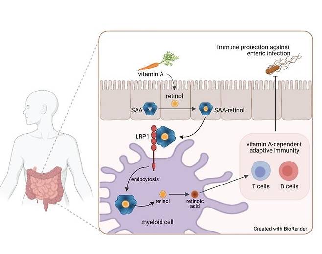 레틴올이 LRP 1 수용체를 통해 장 골수세포 내로 이동하는 과정  [UT Southwestern Medical Center / 재판매 및 DB 금지]