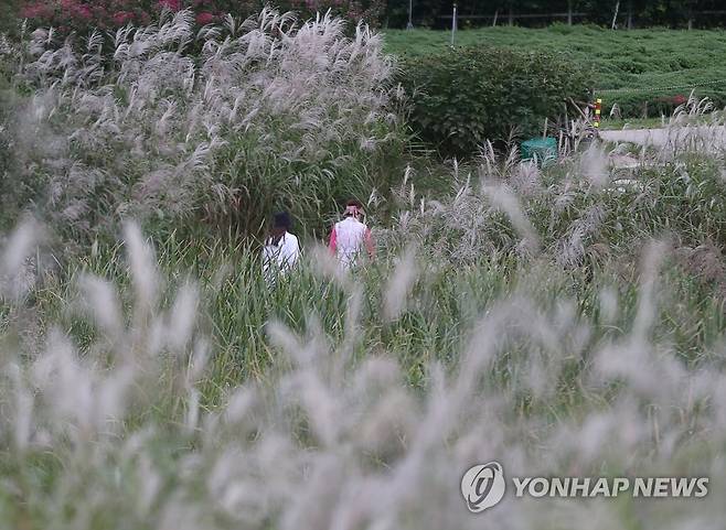 깊어가는 가을 (울산=연합뉴스) 김용태 기자 = 24일 오후 울산시 중구 태화강 국가정원에서 시민들이 억새 사이로 산책하고 있다. 2021.9.24 yongtae@yna.co.kr