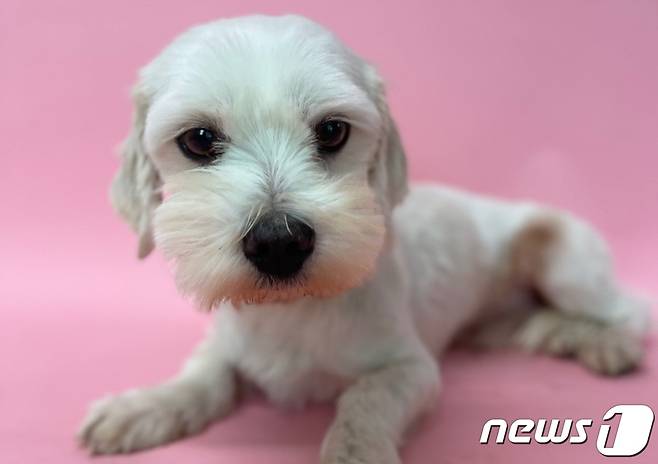 경기도도우미견나눔센터에서 보호 중인 강아지 설이 (도우미견나눔센터 제공) © 뉴스1