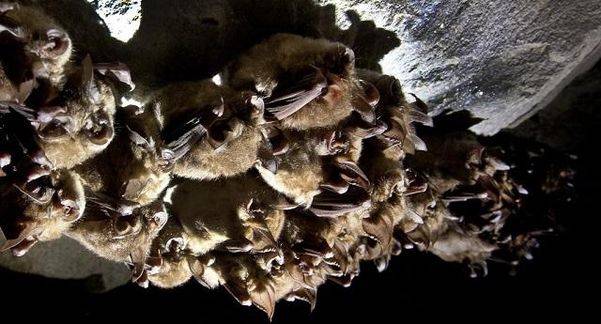충남 서산시 한 폐광에서 집단으로 겨울잠을 자고 있는 관박쥐./ 연합뉴스 제공