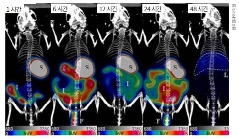 임창근 UST-KIRAMS 학생연구원은 지난 7월 미세플라스틱의 체내 이동 경로를 실험으로 밝혀낸 논문을 발표했다. 실험 결과 24시간 내에 모든 장기에 미세플라스틱이 퍼졌다. 한국원자력의학원 제공