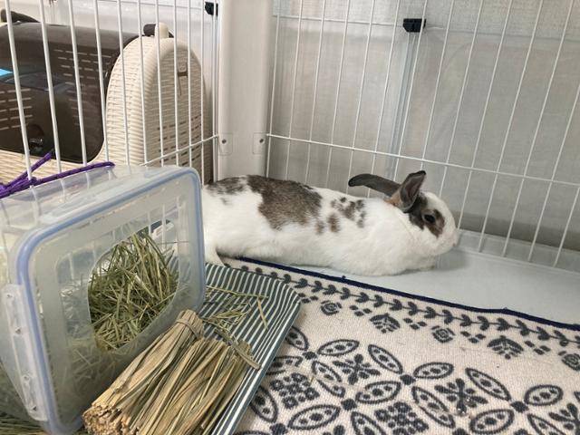 낮잠에 좋은 토끼 햇살이. 이순지 기자