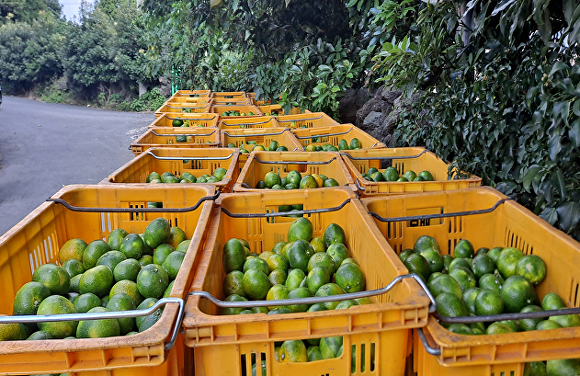 극조생 미숙과 감귤을 유통하려던 선과장을 적발, 감귤 상품기준인 당도 8브릭스 미만의 덜 익은 극조생 감귤 2.1톤을 선과 작업 중이었다. [사진=제주자치경찰단]