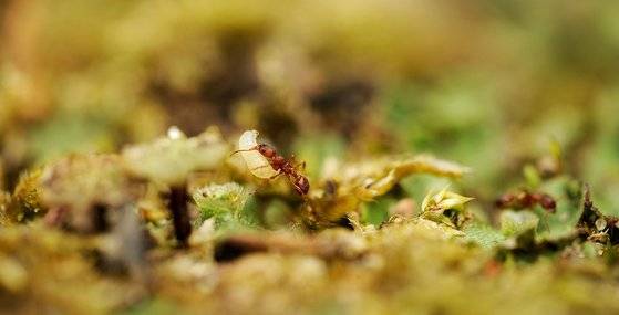 붉은개미 알은 태국 북부와 라오스, 중국에서 식재료로 많이 활용한다. 사진 픽사베이