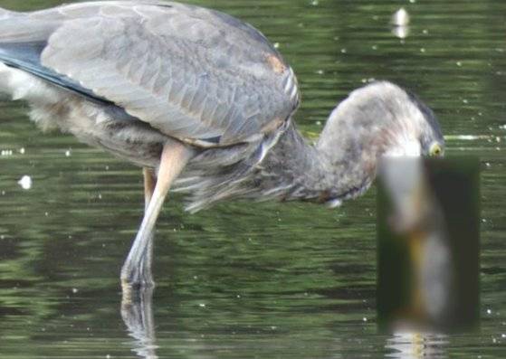 지난6일(현지시간) 미국 뉴욕 센트럴파크의 호수에서 왜가리가 죽은 쥐를 잡아 먹는 모습. [트위터 @BirdCentralPark캡처]