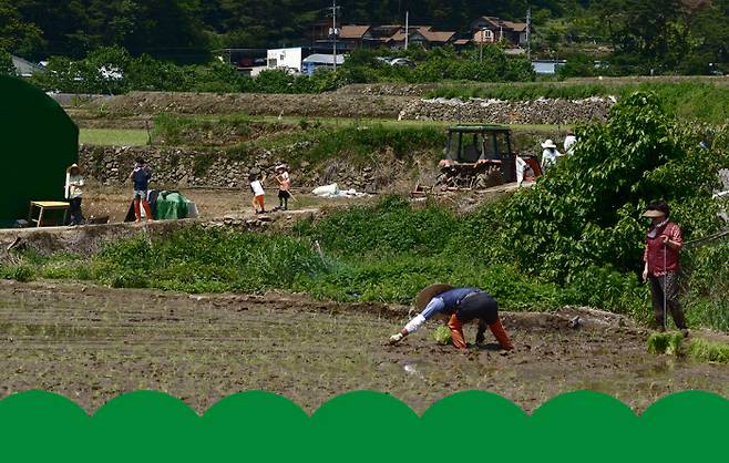 경남의 밀양의 한 농촌마을에서 농부가 손 모내기를 하고 있다. | 채용민 피디