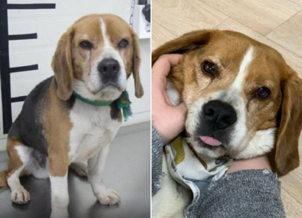 왼쪽은 모티 구조 초기 모습이고 오른쪽 사진은 임시보호를 받기 시작할 때의 모습이다. 송은정씨 제공