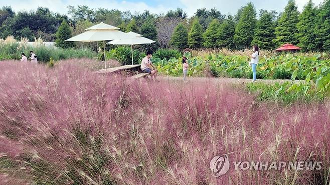 분홍빛으로 물들기 시작하는 수목원 (태안=연합뉴스) 이은파 기자 = 전형적인 가을 날씨를 보인 24일 충남 태안군 남면 청산수목원을 찾는 관광객이 꽃망울을 터뜨리기 시작한 핑크뮬리를 배경으로 사진을 찍고 있다. 2021.9.24 sw21@yna.co.kr