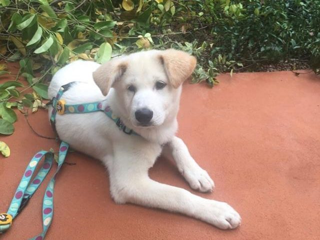 보라는 구조 당시 한쪽 눈이 튀어나와 있었고 얼굴에는 물감이 칠해져 있어 학대를 받은 것으로 추정됐다. 유기동물 행복찾는 사람들 제공