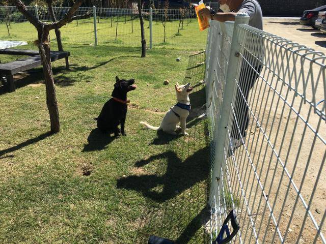 보라(오른쪽)는 간식 앞에서는 '앉아'라는 이야기를 벌써 알아들을 정도로 똑똑하다. 유기동물 행복찾는 사람들 제공