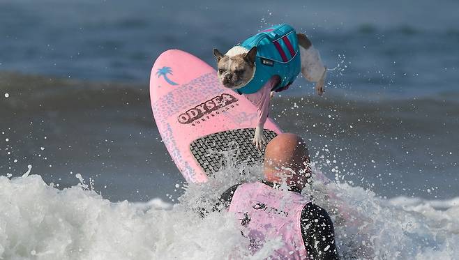 파도가 치자 아메리칸 핏불 테리어 페이스가 보드에서 떨어지고 있다. AFP=연합뉴스